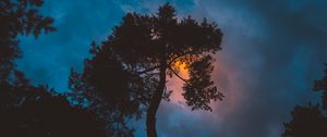 Превью обои дерево, ночь, закат, небо