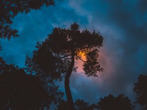Превью обои дерево, ночь, закат, небо