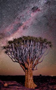 Превью обои дерево, ночь, звездное небо, пустыня, африка