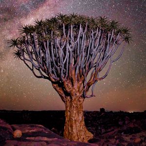 Превью обои дерево, ночь, звездное небо, пустыня, африка