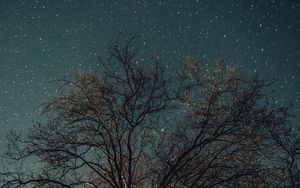 Превью обои дерево, ночь, звезды, звездное небо