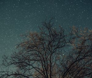 Превью обои дерево, ночь, звезды, звездное небо
