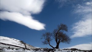 Превью обои дерево, облако, снег, земля, одинокое