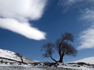 Превью обои дерево, облако, снег, земля, одинокое