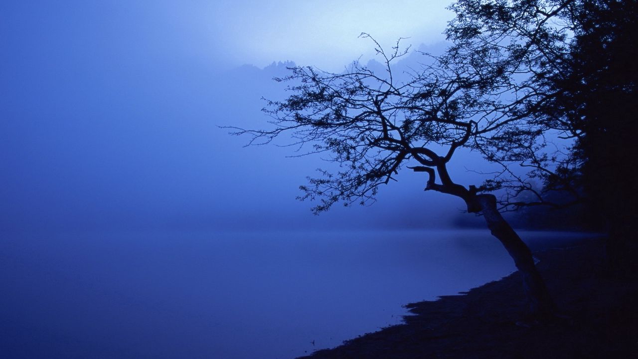 Обои дерево, очертания, озеро, ночь, водная поверхность