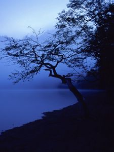Превью обои дерево, очертания, озеро, ночь, водная поверхность