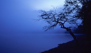 Превью обои дерево, очертания, озеро, ночь, водная поверхность