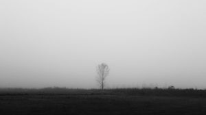Превью обои дерево, одинокий, туман, чб, поле