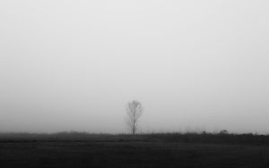 Превью обои дерево, одинокий, туман, чб, поле