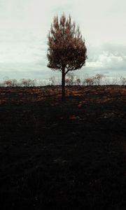 Превью обои дерево, одинокое, горизонт, поле