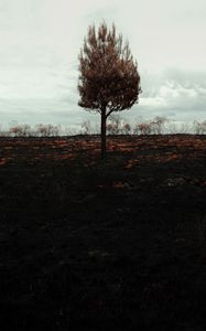 Превью обои дерево, одинокое, горизонт, поле