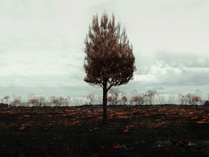 Превью обои дерево, одинокое, горизонт, поле