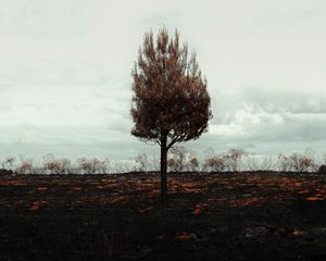 Превью обои дерево, одинокое, горизонт, поле