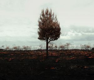 Превью обои дерево, одинокое, горизонт, поле