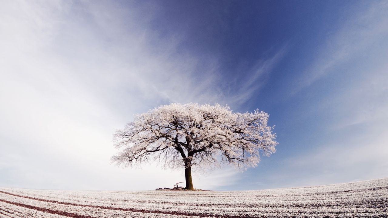 Обои дерево, одинокое, иней, поле, заморозки