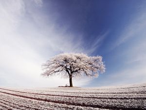 Превью обои дерево, одинокое, иней, поле, заморозки