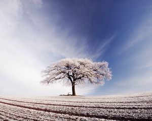 Превью обои дерево, одинокое, иней, поле, заморозки