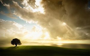 Превью обои дерево, одинокое, луг, трава, небо, облака, свет