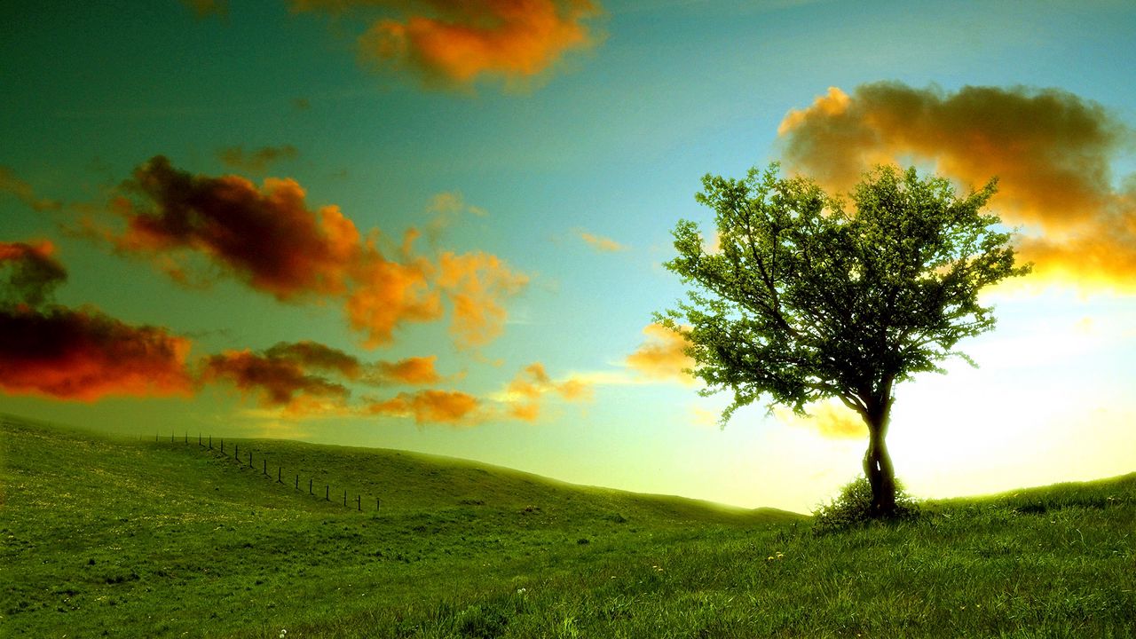 Обои дерево, одинокое, луг, облака, цвета, тени