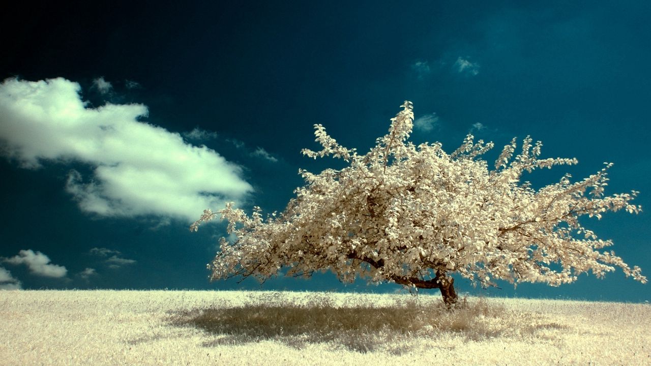 Обои дерево, одинокое, поле, небо, облако, цвета, краски, ясно