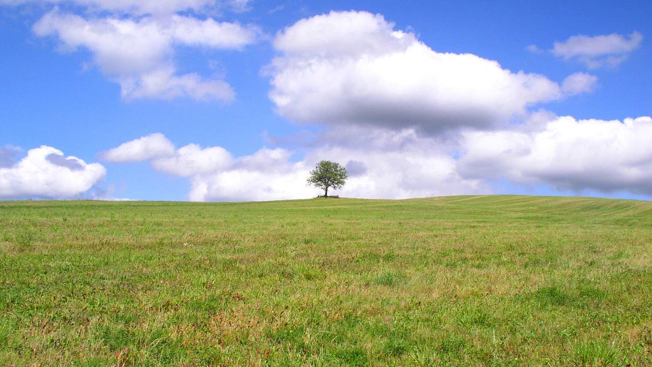 Обои дерево, одинокое, поле, луг, зелень, трава, облака, небо