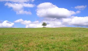 Превью обои дерево, одинокое, поле, луг, зелень, трава, облака, небо