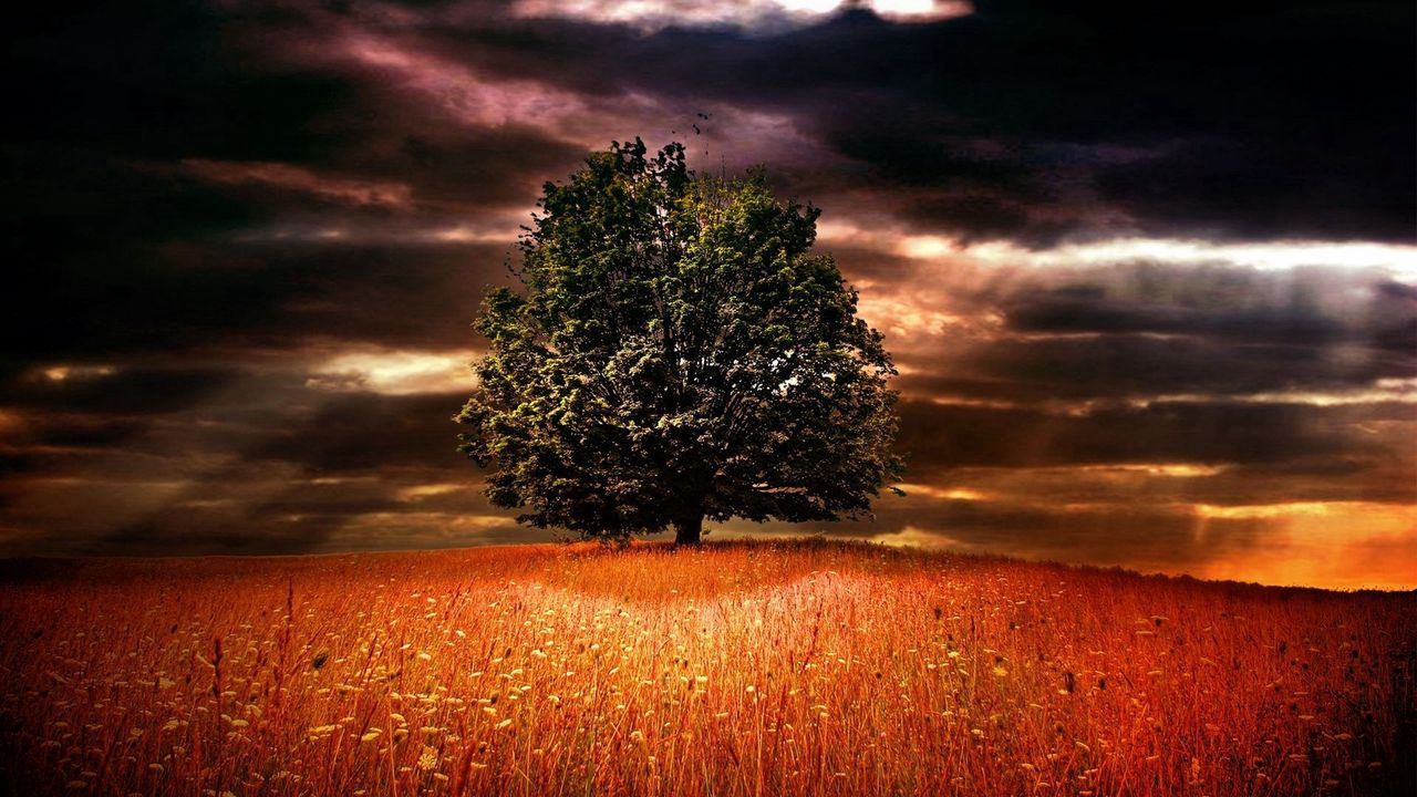 Обои дерево, одинокое, ветви, поле, колосья, свет, цвета