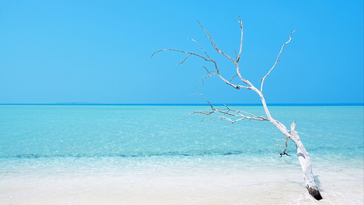 Обои дерево, океан, пляж, минимализм, вода, голубой