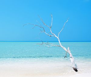 Превью обои дерево, океан, пляж, минимализм, вода, голубой