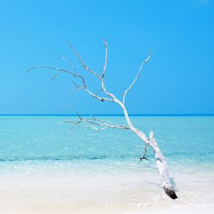 Превью обои дерево, океан, пляж, минимализм, вода, голубой