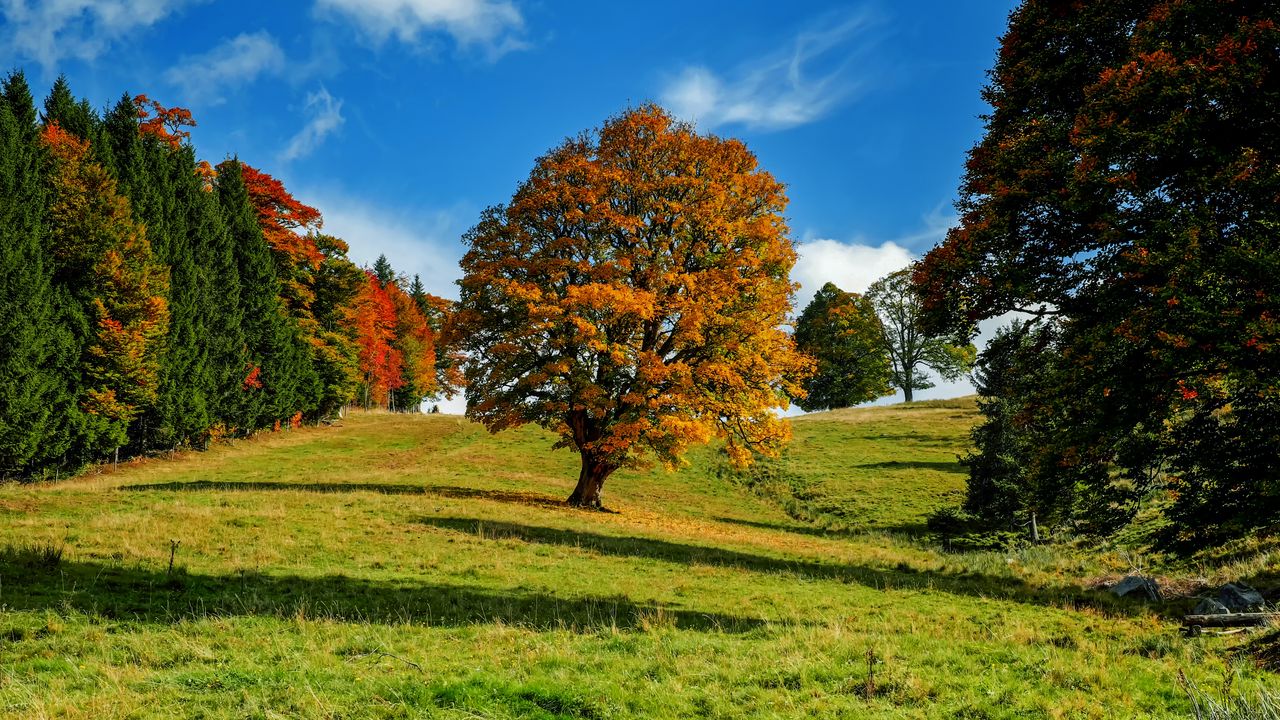 Обои дерево, осень, лес, идиллия
