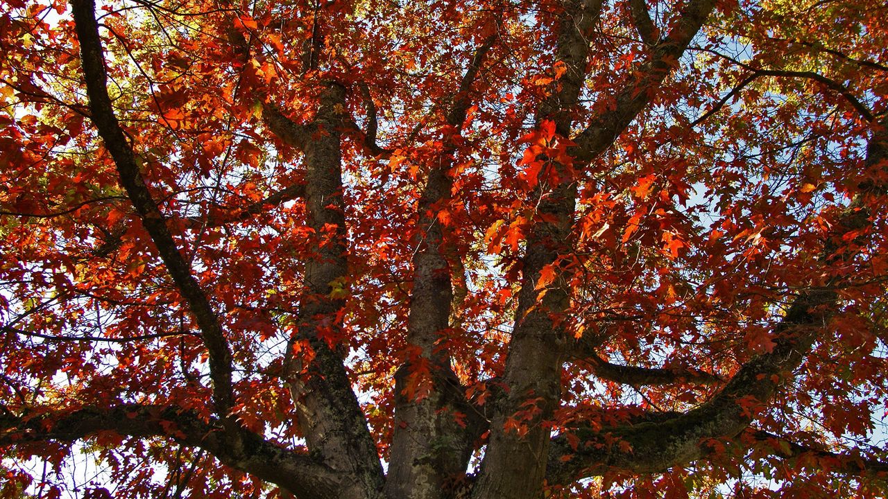 Обои дерево, осень, листья, сухой
