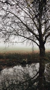 Превью обои дерево, осень, туман, река, листва, опавший, меланхолия