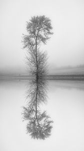 Превью обои дерево, отражение, чб, озеро, туман