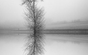 Превью обои дерево, отражение, чб, озеро, туман