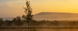 Превью обои дерево, отражение, холм, туман