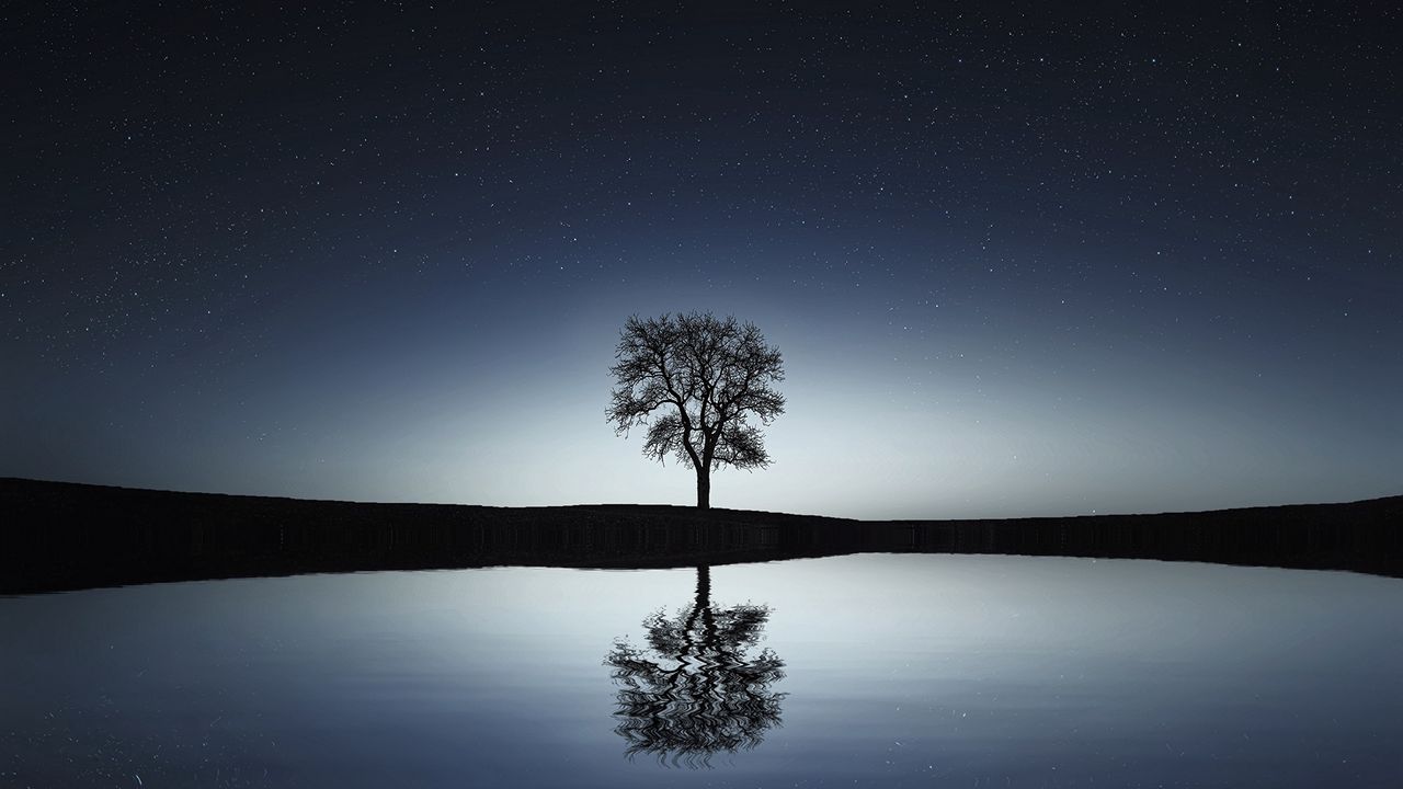 Обои дерево, отражение, вода, ночь