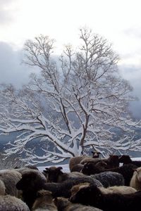 Превью обои дерево, овцы, стадо, зима