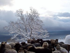 Превью обои дерево, овцы, стадо, зима