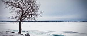 Превью обои дерево, озеро, снег, лед, зима