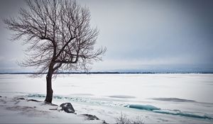 Превью обои дерево, озеро, снег, лед, зима