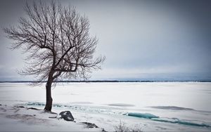 Превью обои дерево, озеро, снег, лед, зима