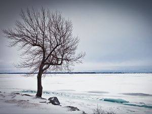 Превью обои дерево, озеро, снег, лед, зима