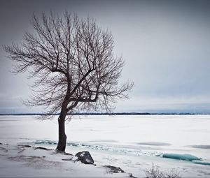 Превью обои дерево, озеро, снег, лед, зима