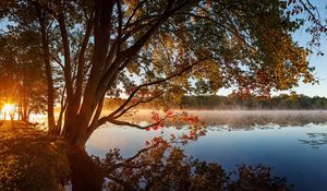 Превью обои дерево, озеро, трава, отражение