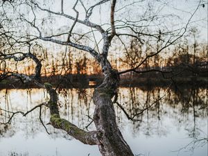 Превью обои дерево, озеро, вода, природа