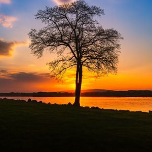 Превью обои дерево, озеро, закат, берег, вечер, пейзаж