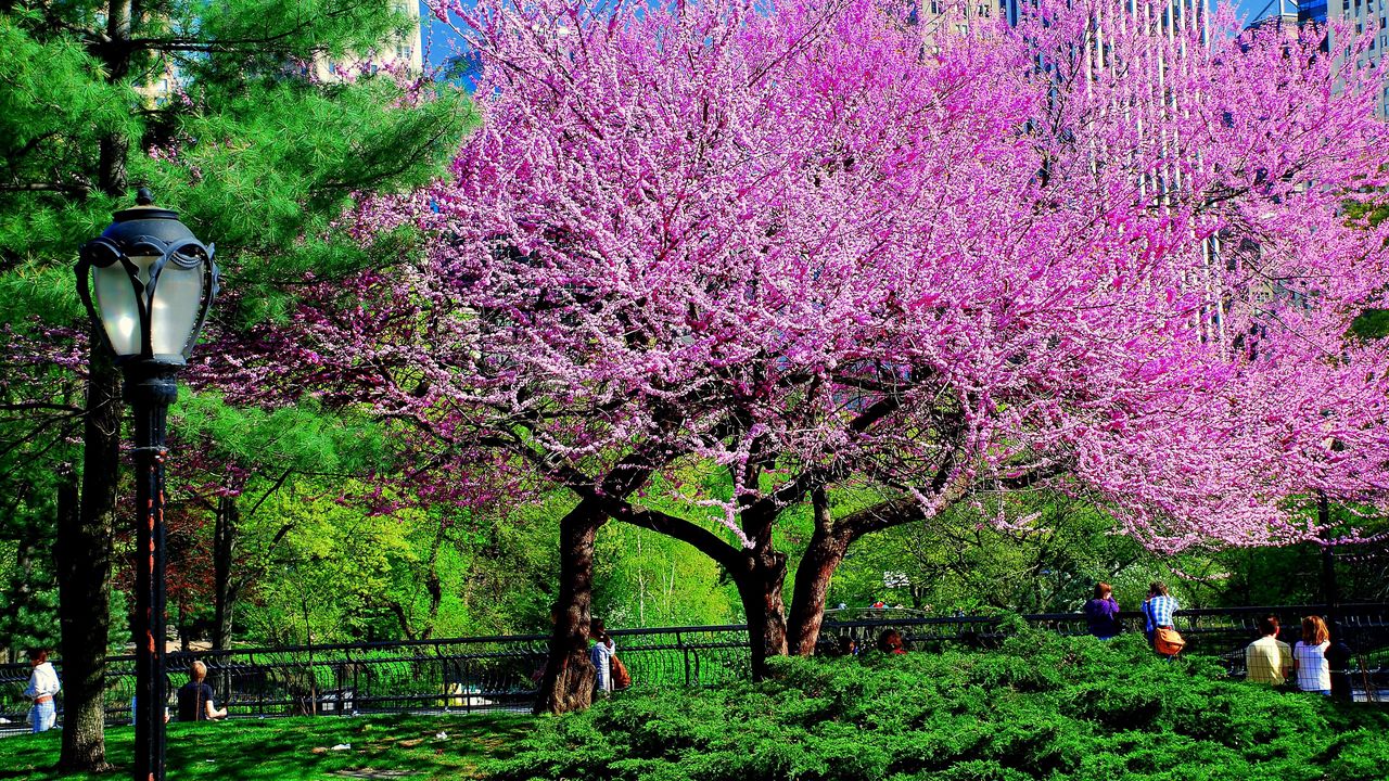Обои дерево, парк, город, цветы