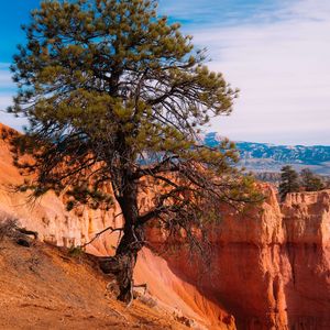 Превью обои дерево, пейзаж, природа, каньон