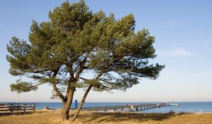 Превью обои дерево, пирс, море, берег, ограждение, осень